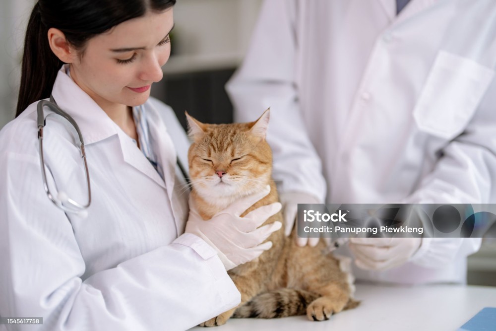 Come posso controllare i calori della mia gatta da riproduzione in modo sicuro e reversibile?