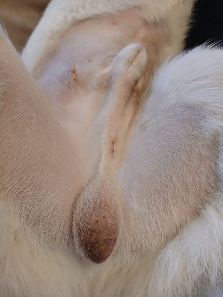 Ho comprato un cucciolo, ma mi sono accorto che ha un solo testicolo. Cosa devo fare?