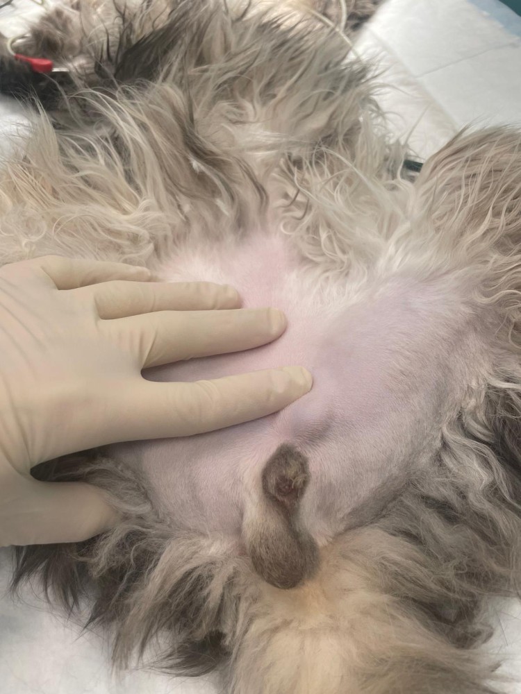 Ho comprato un cucciolo o un gattino, ma mi sono accorto che ha un solo testicolo. Cosa devo fare?