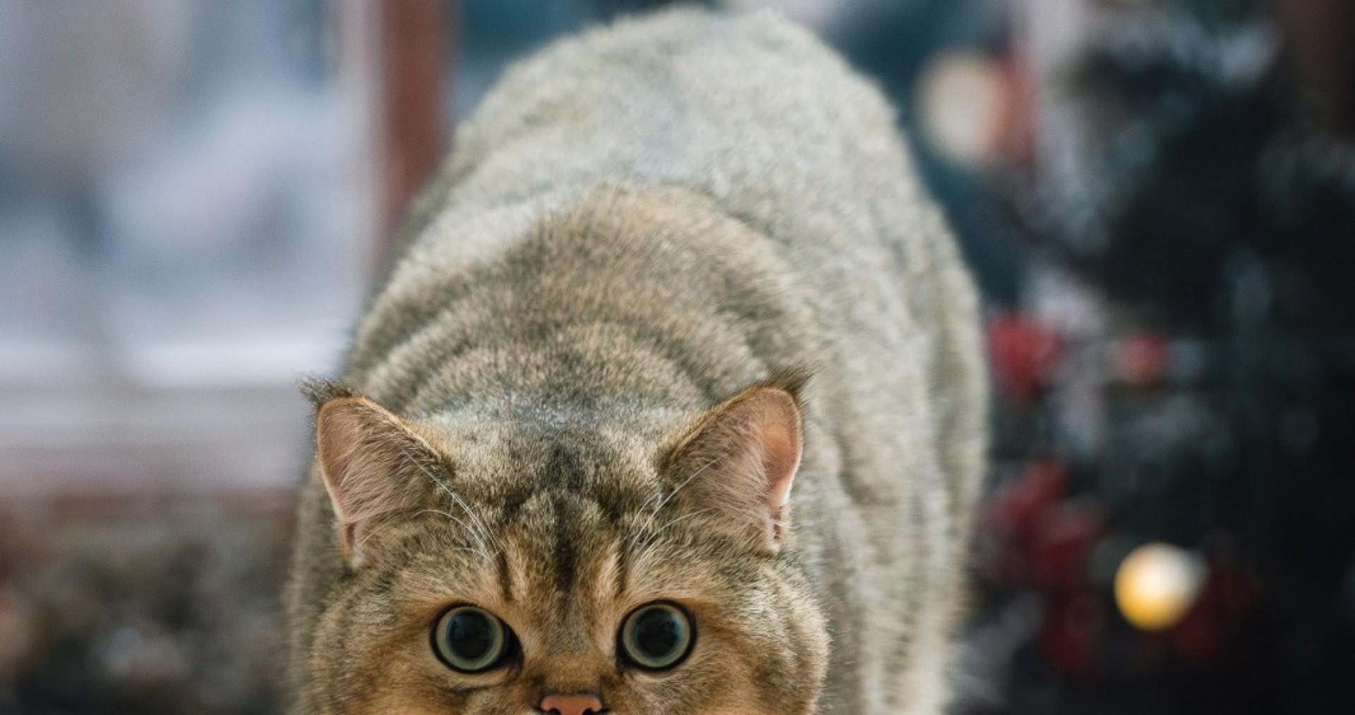 Servizio fotografico natalizio per i vostri pet!