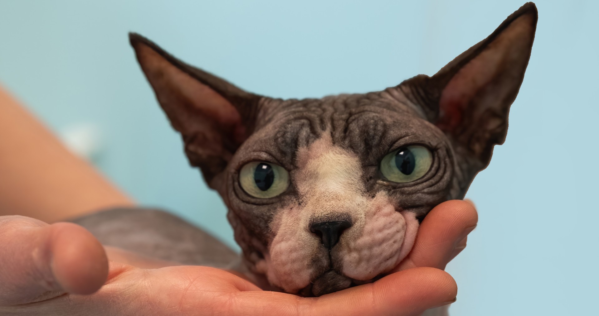 Reproforpets